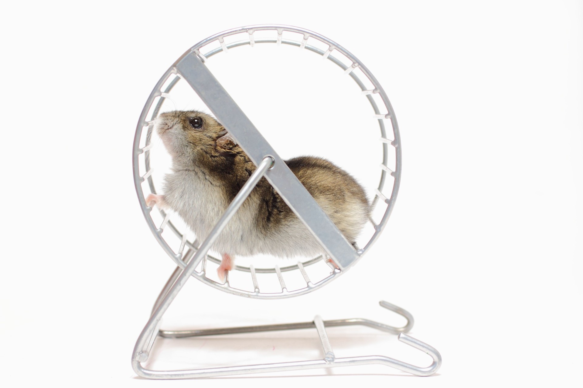 Running pet hamster in a wheel